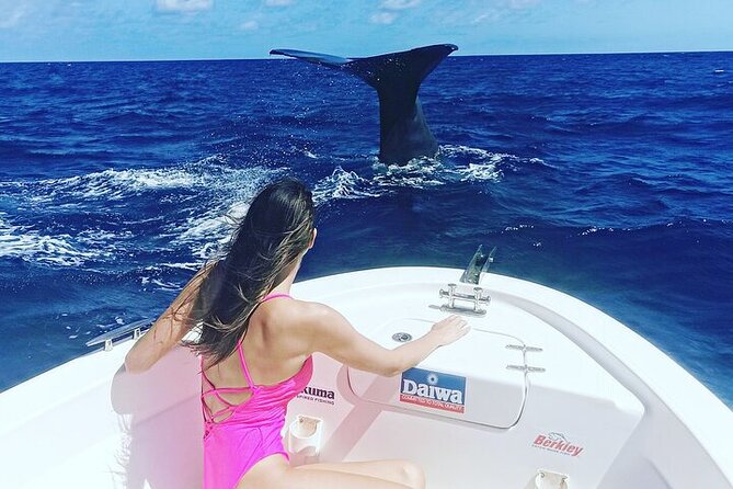 Whale Dream ltd - Whales watching and swim with dolphins - Ethical whale and dolphin watching