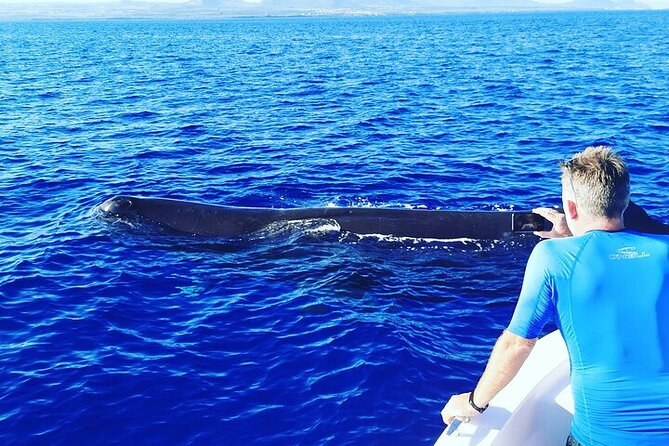 Whale Dream ltd - Whales watching and swim with dolphins - Who will get the most from this trip
