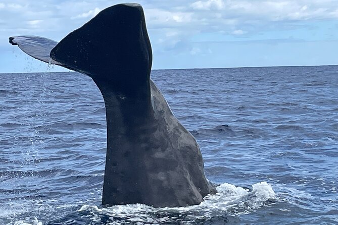Whale Watching and Private Ocean Safari Experience in Mauritius - Key points about this Mauritius ocean safari