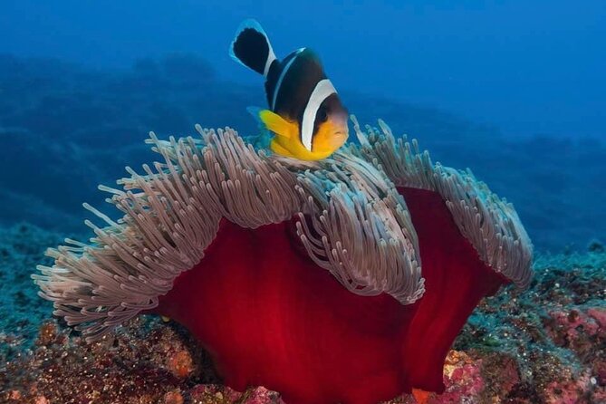 Whale Watching and Private Ocean Safari Experience in Mauritius - A fast, steady boat built for the open sea