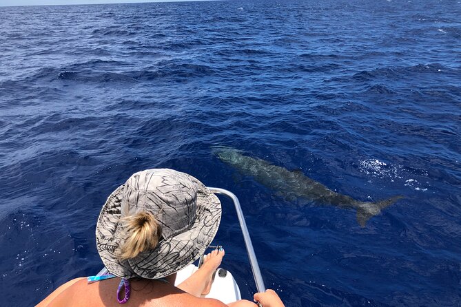 Whale Watching and Private Ocean Safari Experience in Mauritius - Dolphins, snorkeling, and Le Morne