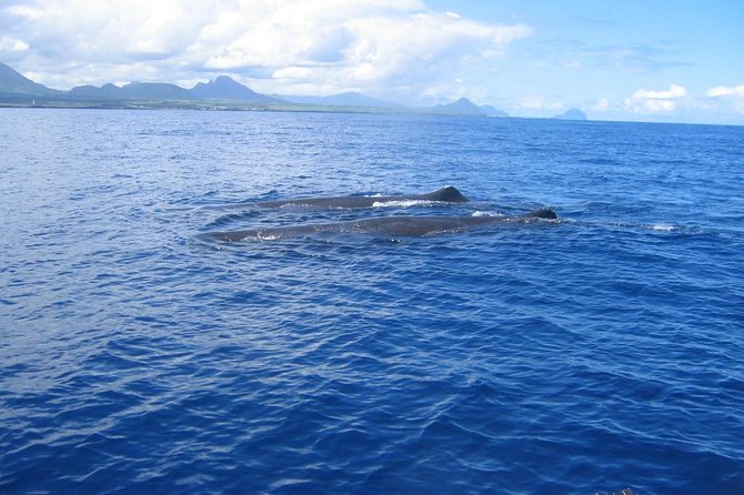 Whale watching - Key points to know before you book