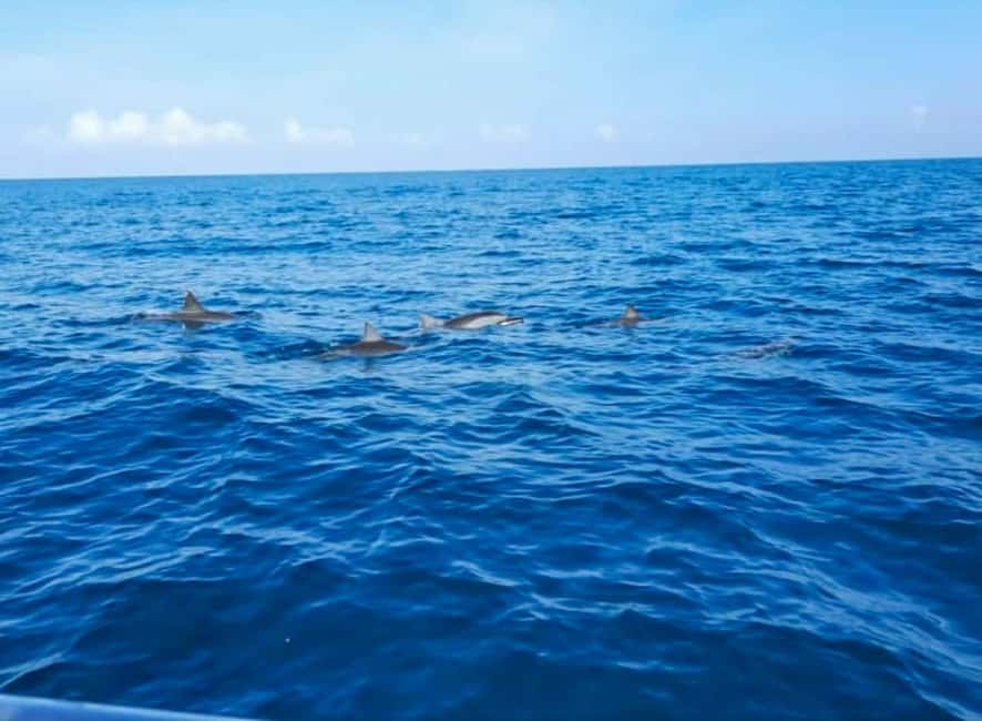 Wild Dolphin Encounter & Snorkeling Adventure – Mauritius. - A sunrise start on the Mauritius coast