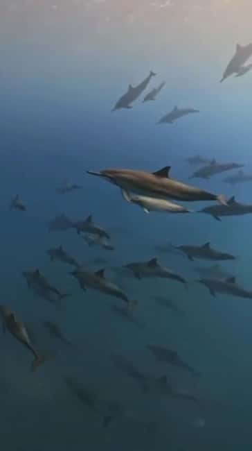 Wild Dolphin Encounter & Snorkeling Adventure – Mauritius. - Group size, language, and the feel onboard
