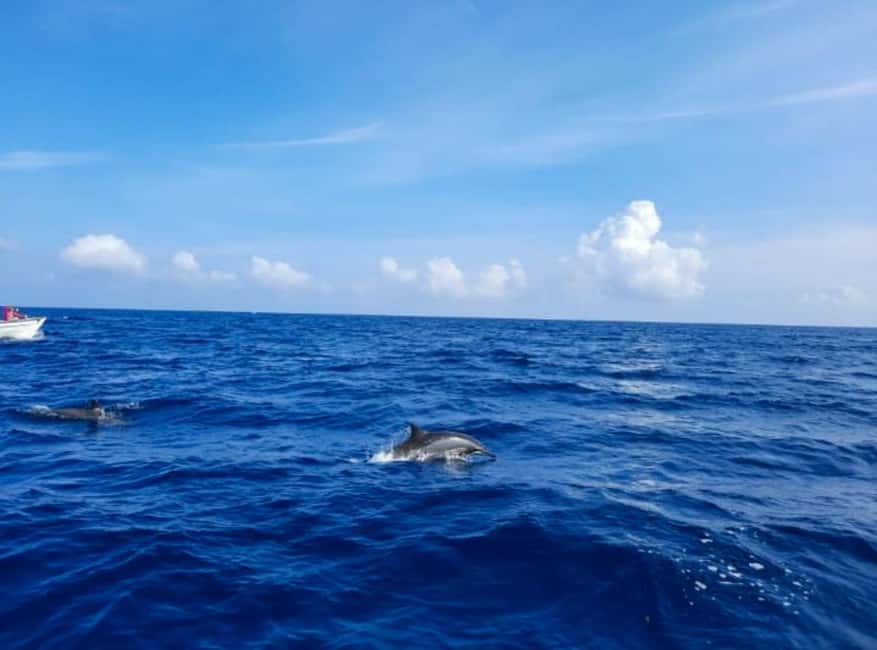 Wild Dolphin Encounter & Snorkeling Adventure – Mauritius. - Who should choose this morning outing