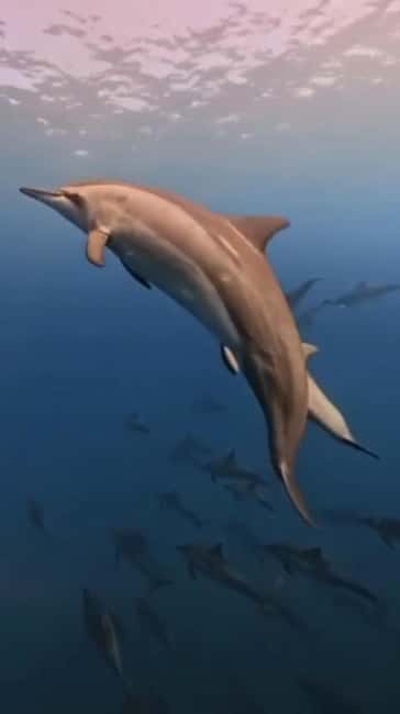 Wild Dolphin Encounter & Snorkeling Adventure – Mauritius. - Finding dolphins in open water