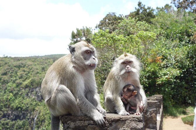Wild South West Tour : SAFARI & TULAWAKA CASELA PARK & LE MORNE - A private day across southwest Mauritius