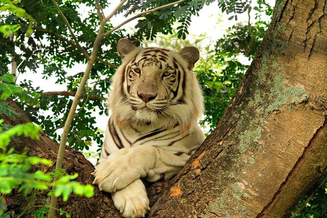 Wild South West Tour : SAFARI & TULAWAKA CASELA PARK & LE MORNE - Passing Tamarind and a local southwest village