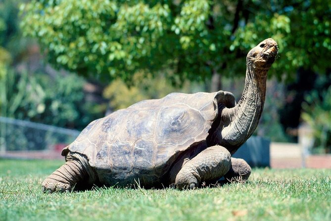 Wild South West Tour : SAFARI & TULAWAKA CASELA PARK & LE MORNE - Cascavelle: pizza and a look at everyday west-coast life