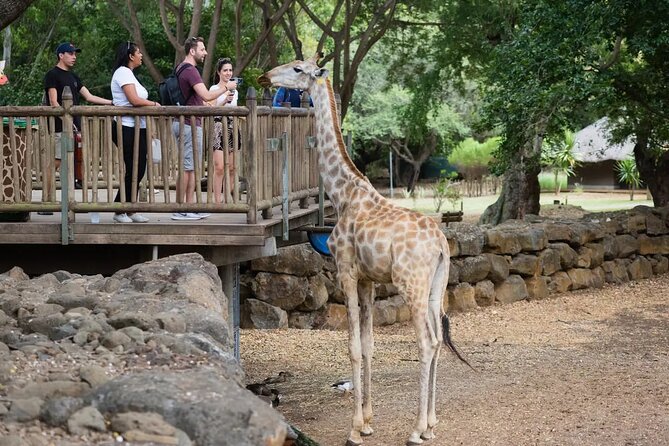 Wild South West Tour : SAFARI & TULAWAKA CASELA PARK & LE MORNE - La Prairie Beach and the first view of Le Morne